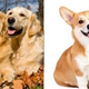 Illustration for article titled Cats vs. Dogs: Ladies And Gents, Meet Your Elite Eight